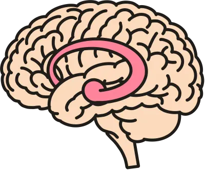 Limbic System