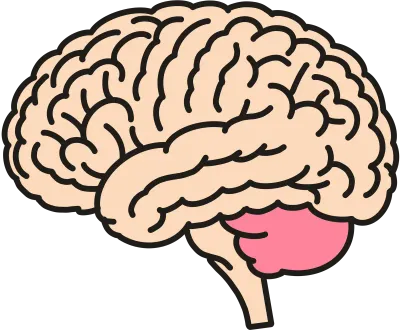 Cerebellum