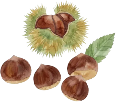 밤과 가시