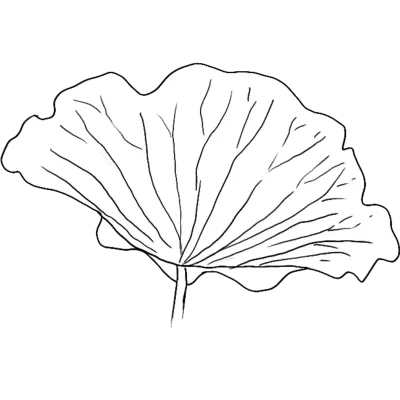 White Lotus Leaf Version 12