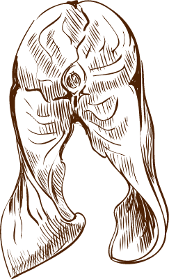 스테이크 생선 스케치