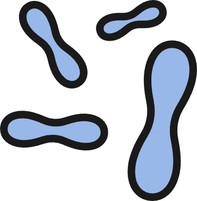 바이러스 세포 세균