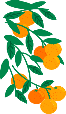 싱그러운 오렌지