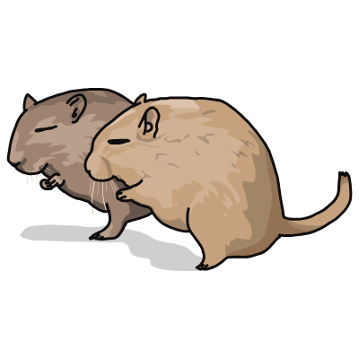 gerbil