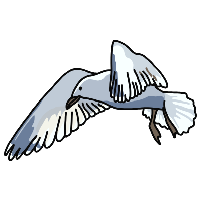 seagull