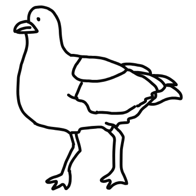 seagull