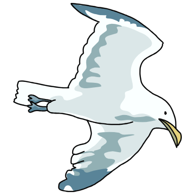 seagull