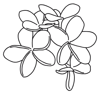 plumeria