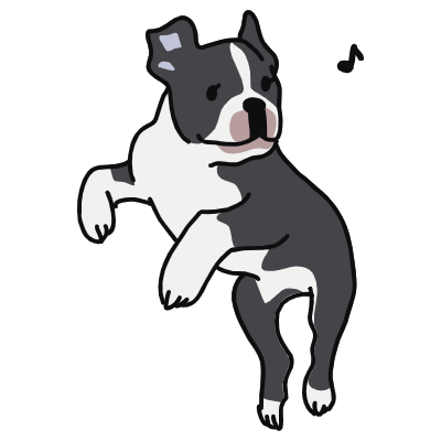 boston terrier