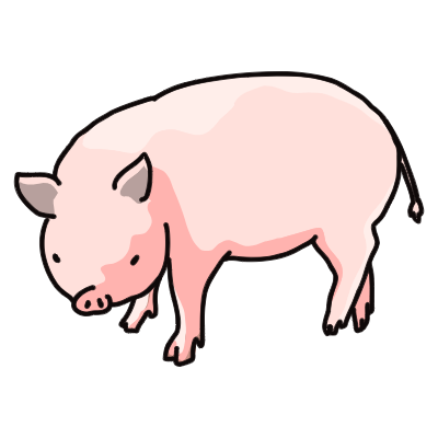 pig