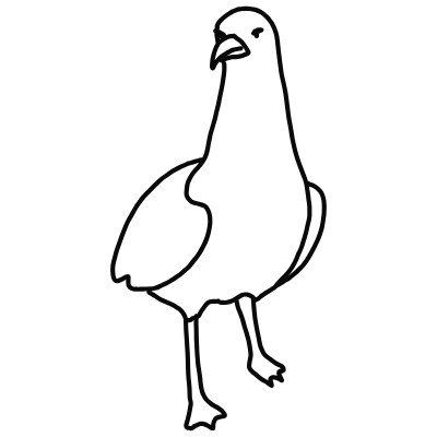 seagull