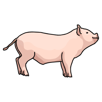 pig