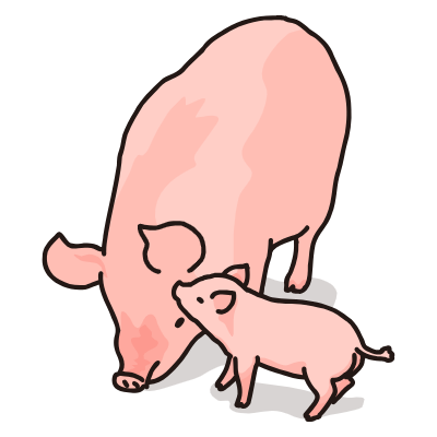 pig