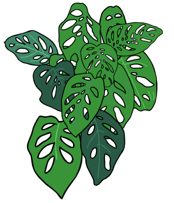 monstera
