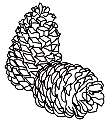 pine cone