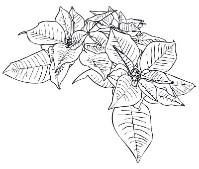 poinsettia