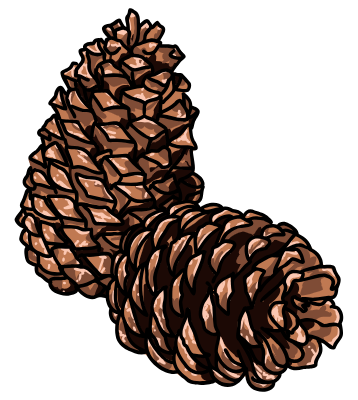 pine cone