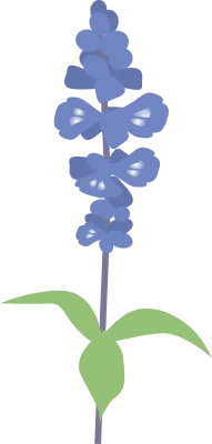 ブルーサルビア