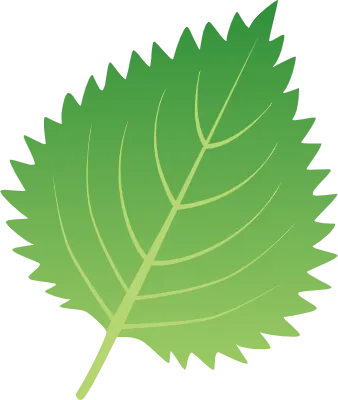 シンプルな青紫蘇の葉