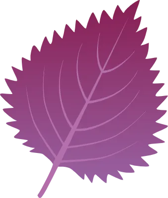 シンプルな赤紫蘇の葉