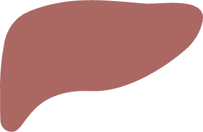 소화기관 일러스트