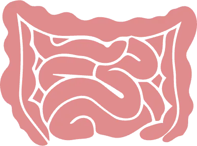 소화기관 일러스트