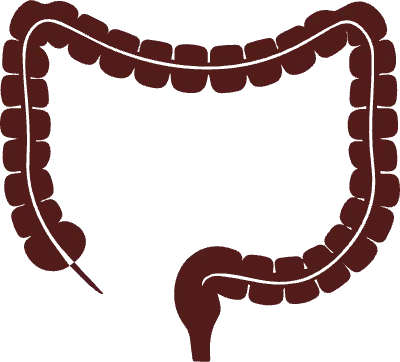 소화기관 일러스트