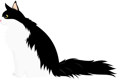 Long-haired cat, a black-and-white bicolor Maine Coon, sitting and looking sideways