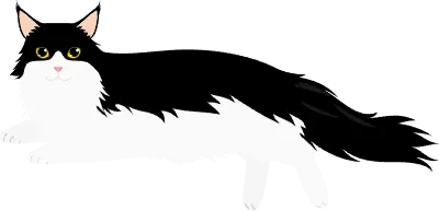 Long-haired cat, a black-and-white bicolor Maine Coon, lying down and looking at the camera