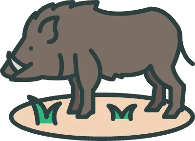 Wild boar icon