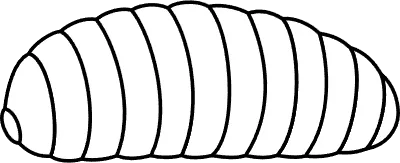 Larvae, insects that can be eaten by insects