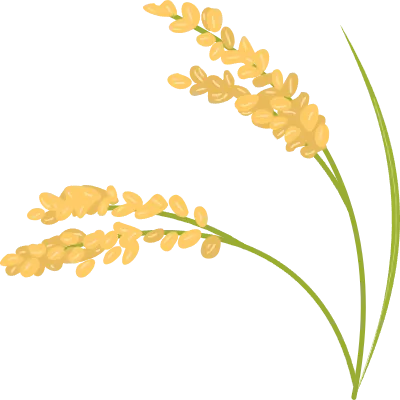 Illustration of grown rice, autumn harvest