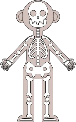 사람의 뼈 구조