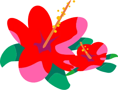 南国のハイビスカスの花