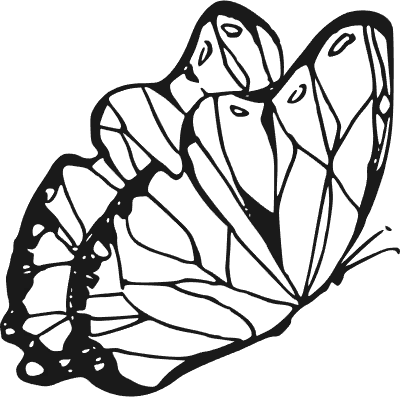 butterfly_side