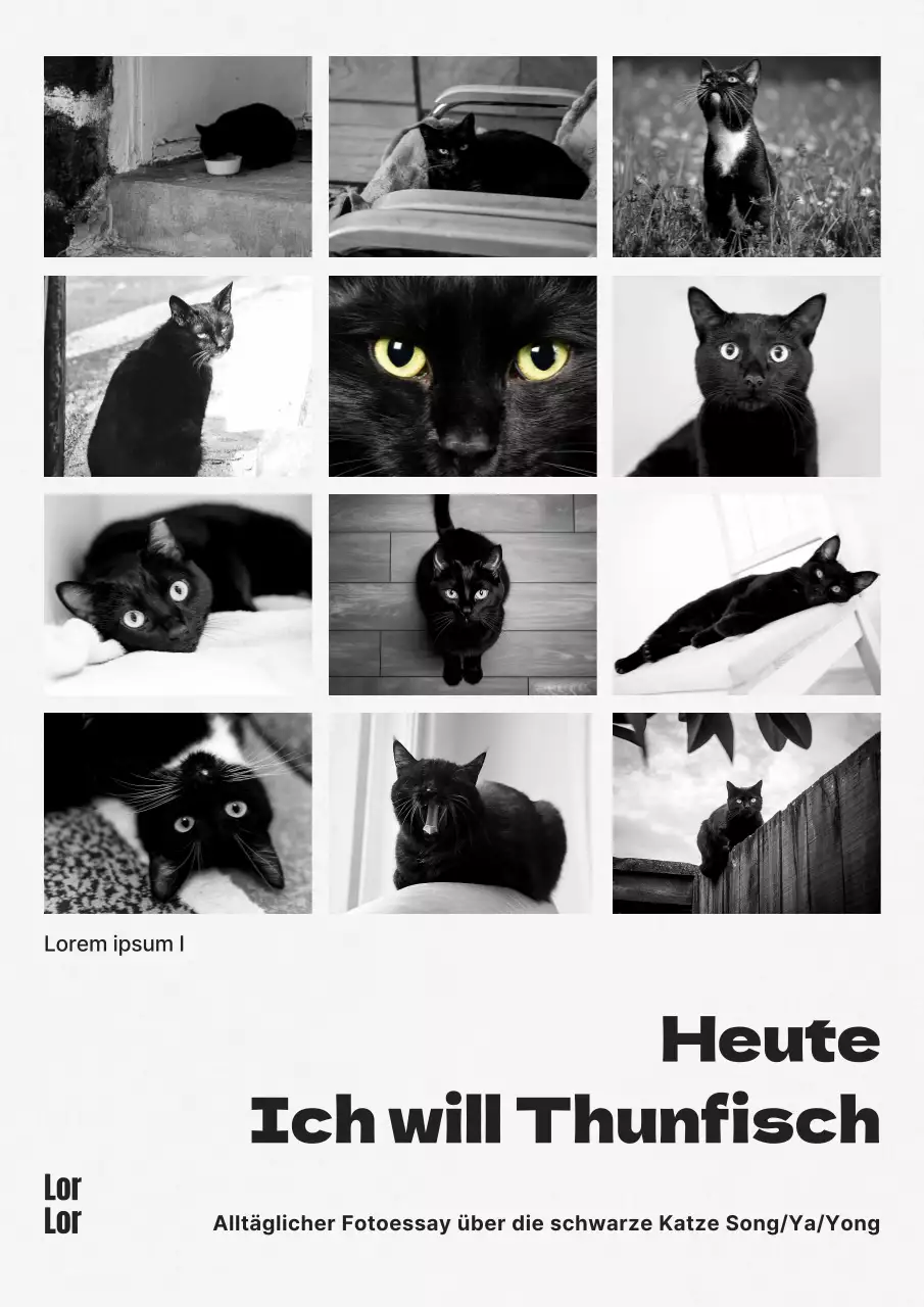 Moderne Katze Fotoessay Buchdeckel in schwarz und weiß und schwarz und weiß