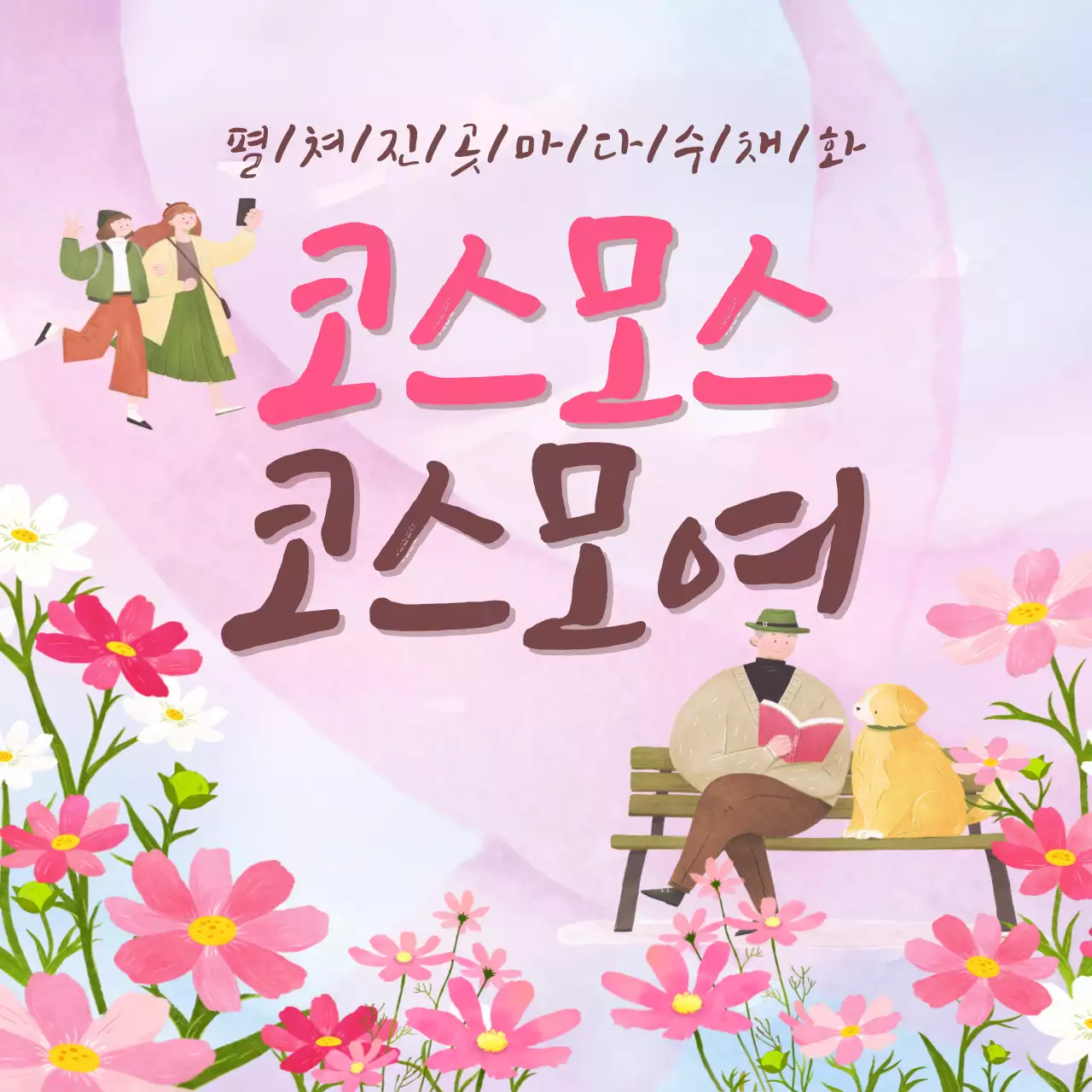 핑크배경의 트렌드한 코스모스 축제 공지
