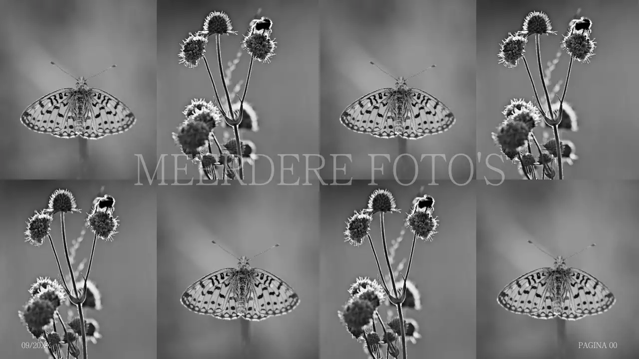 Eenvoudige fotocollage voorstel in bultrug