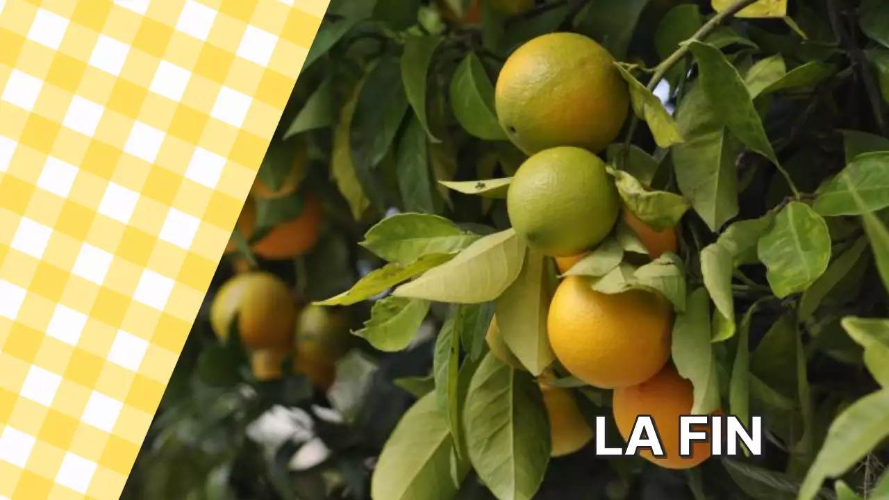 Proposition de collage de photos tendance en blanc et jaune