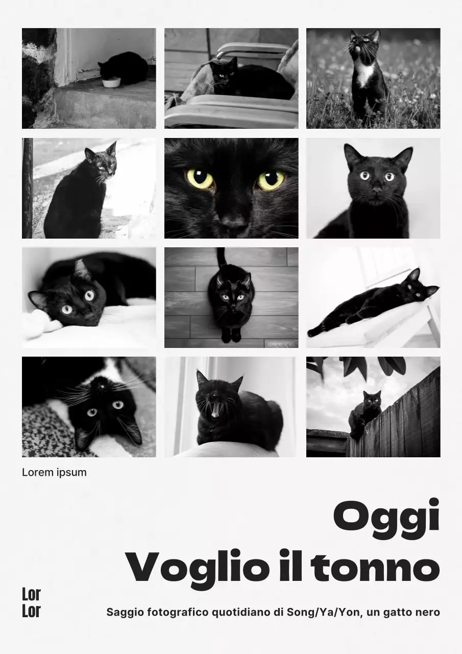 Copertina di un libro di saggi fotografici di gatti moderni in bianco e nero e in bianco e nero