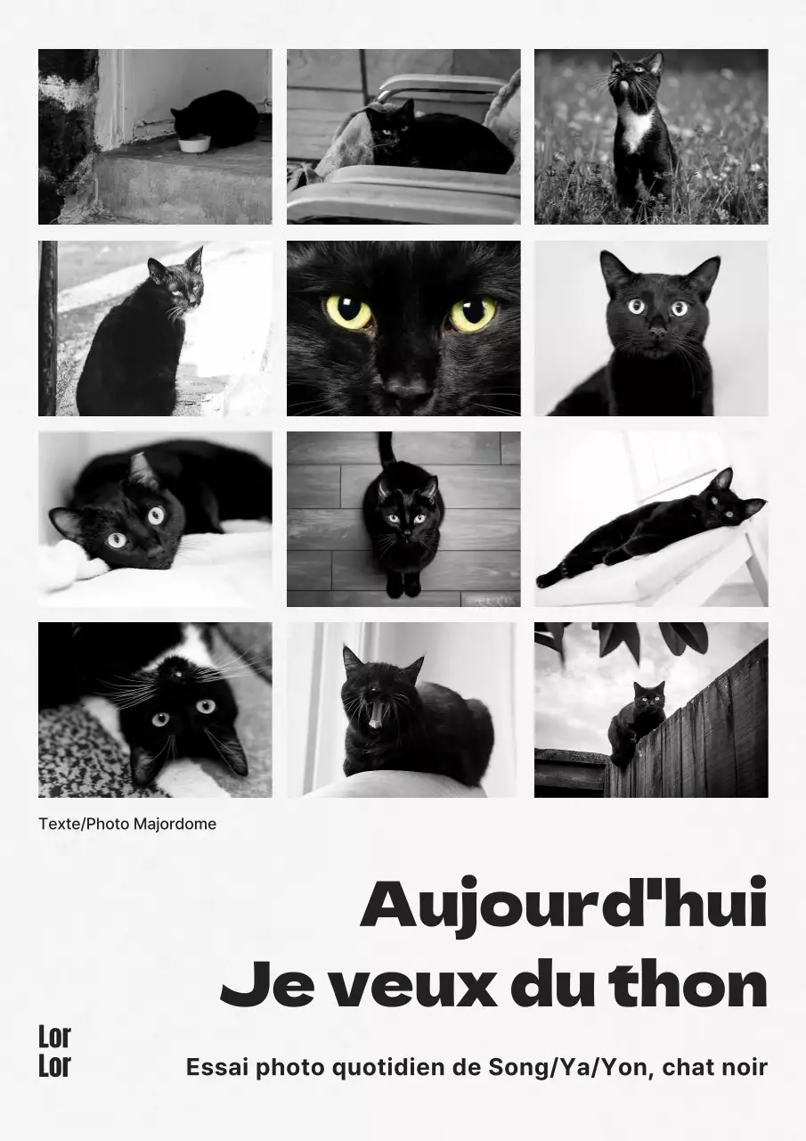 Couverture de livre d'essai photographique moderne sur les chats en noir et blanc et en noir et blanc