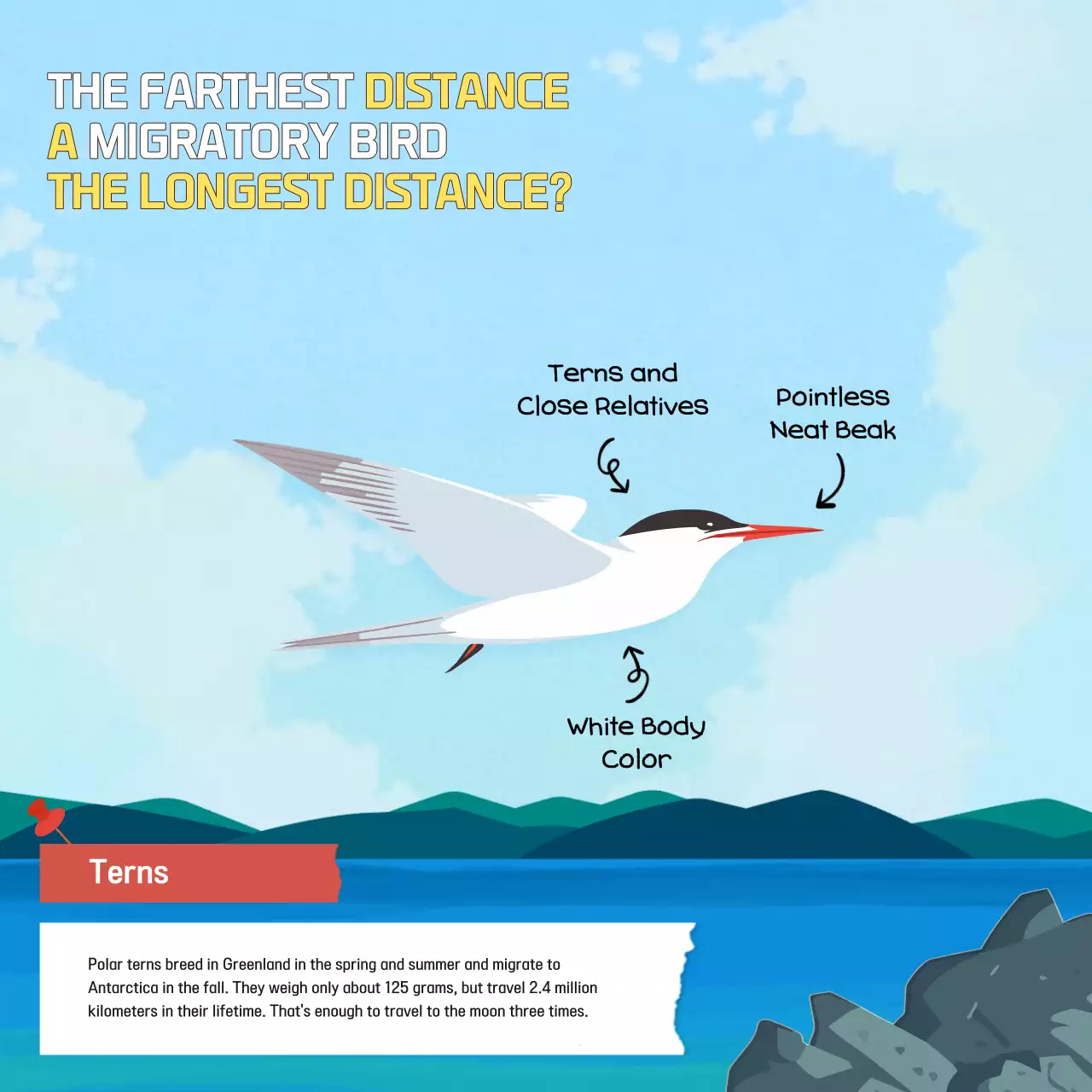 Blue Educational Bird Conservation Guide Instagram Carousel