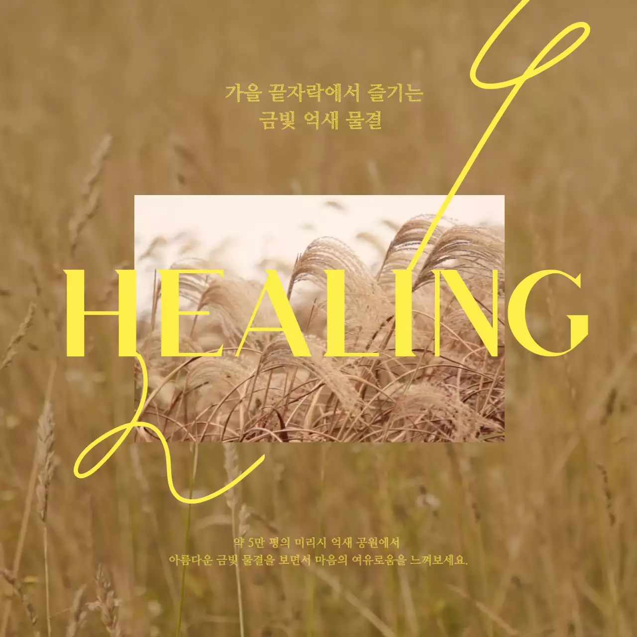 베이지색과 노란색의 모던한 억새 축제 홍보