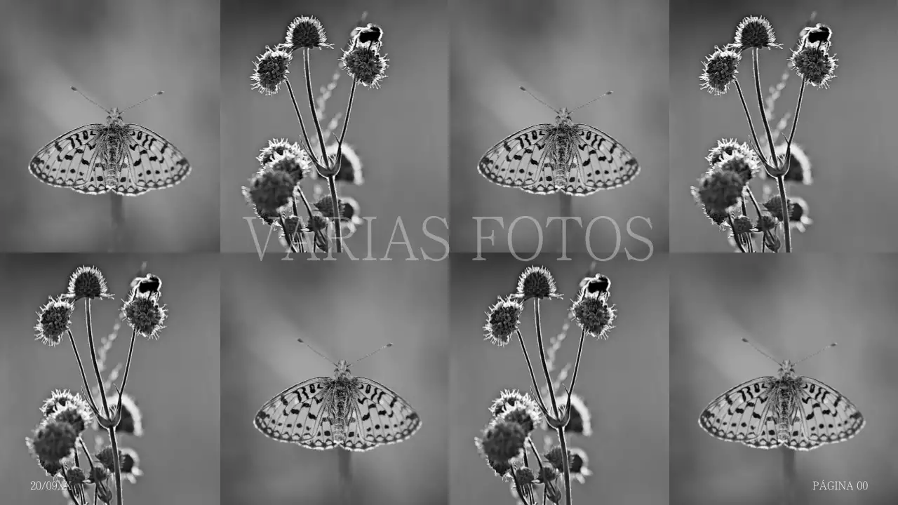 Propuesta de collage fotográfico sencillo en jorobado