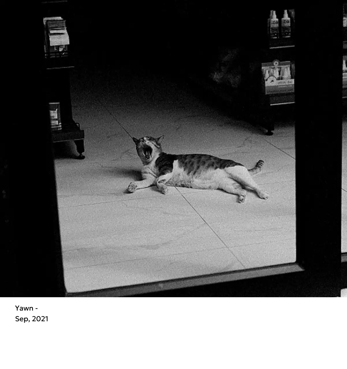 すっきりとした都会的な雰囲気のフォトカレンダー