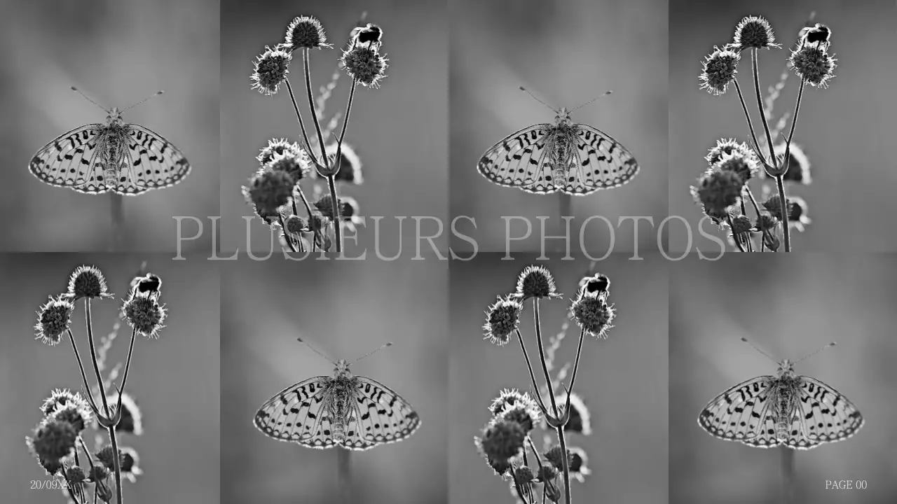 Proposition simple de collage de photos en dos d'âne