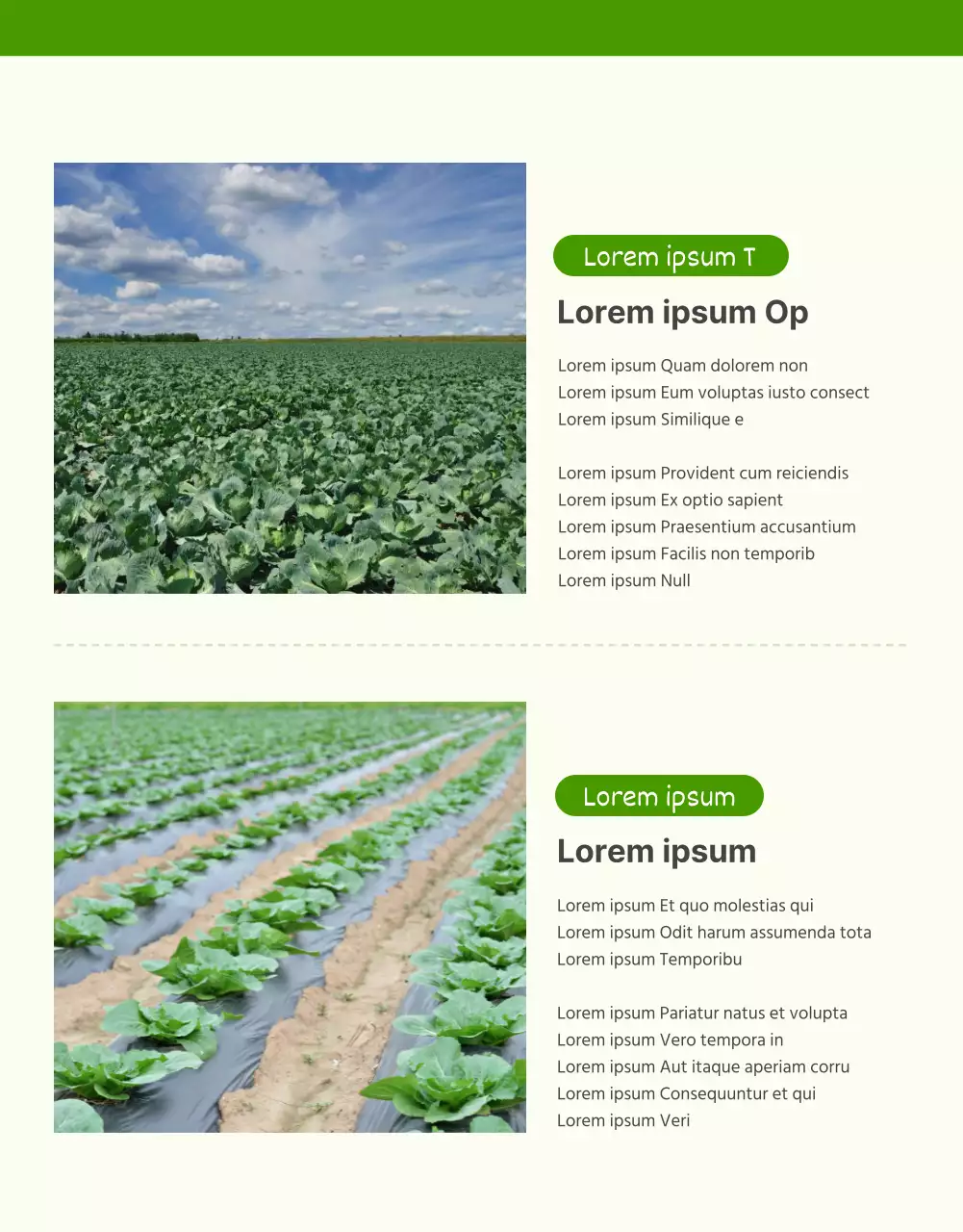 Förderung des Verkaufs von grünem und graubraunem Grundkohl