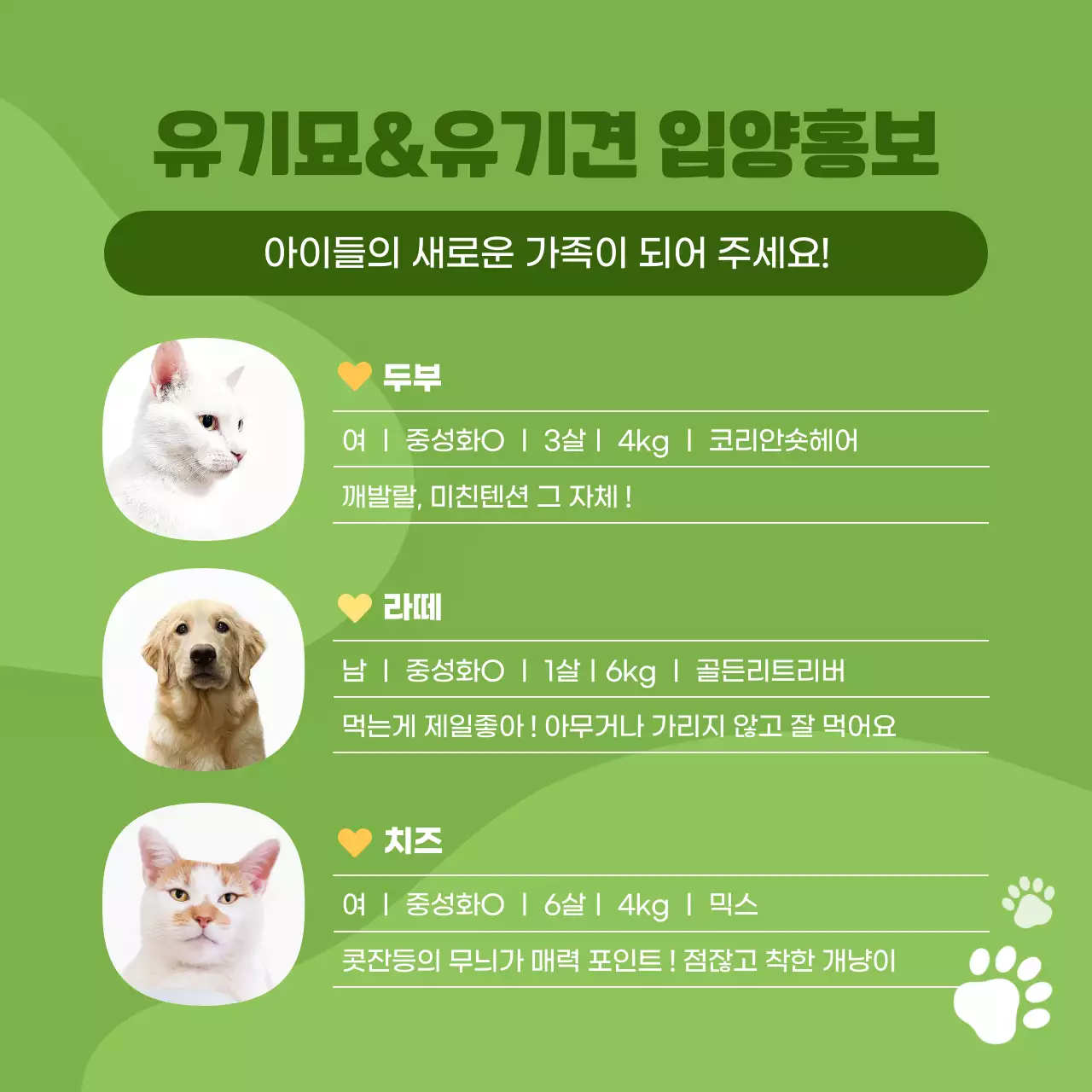 주황색의 아기자기한 스타일 반려동물 입양센터 홍보