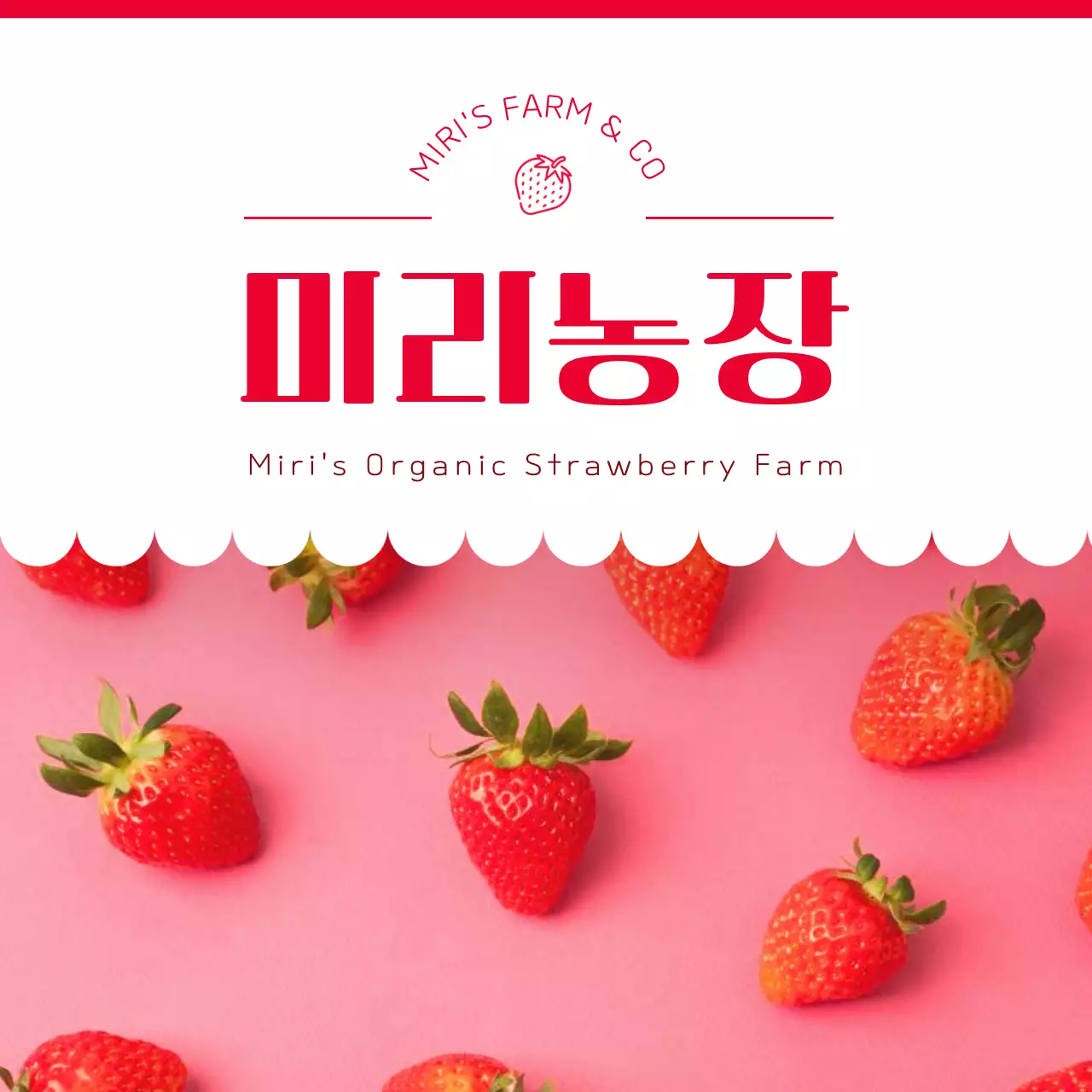 빨강과 핑크색의 아기자기한 딸기 홍보