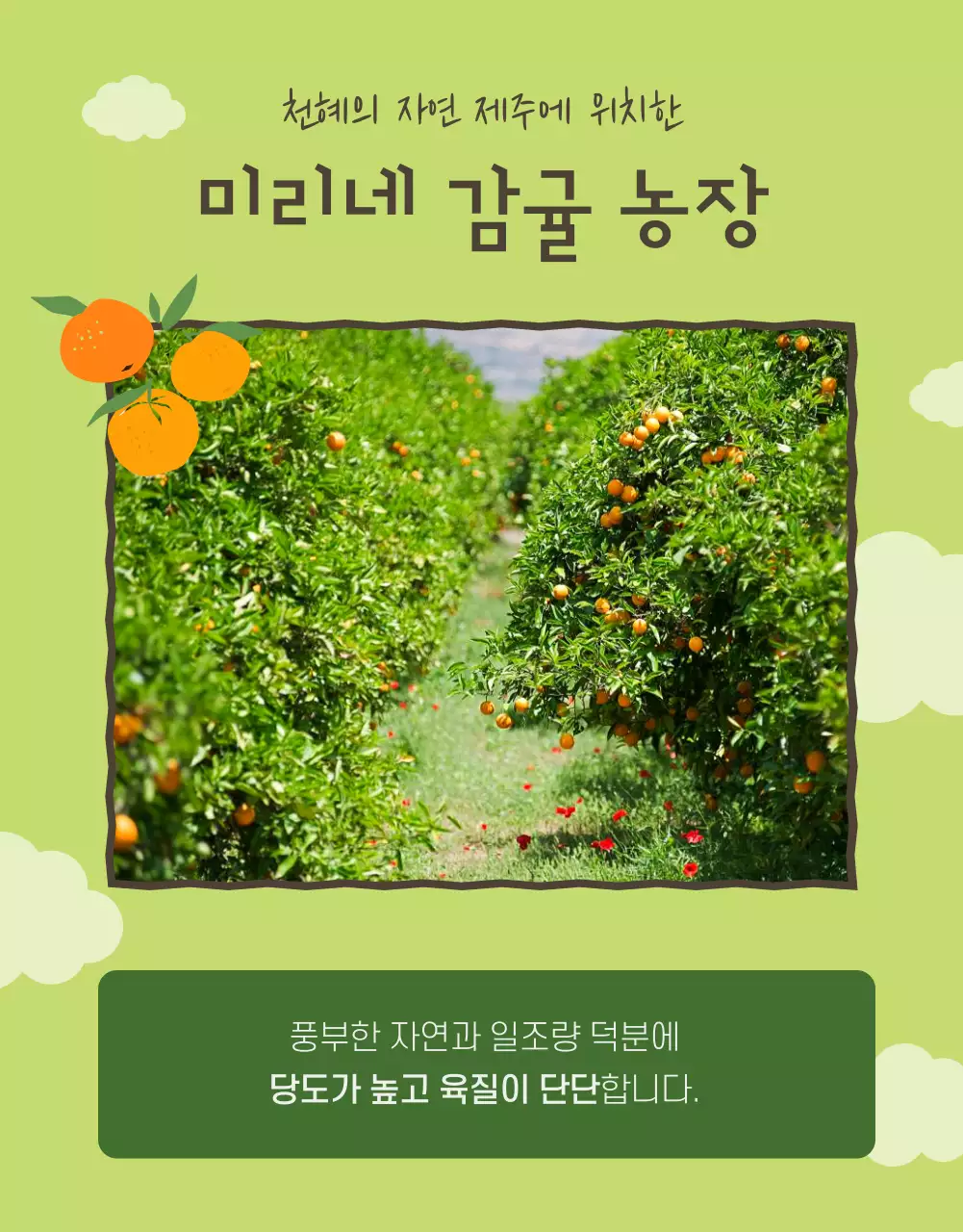 주황색의 아기자기한 감귤 홍보